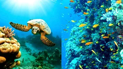 मार्स आलम रिसॉर्ट में लाल सागर की सुंदरता