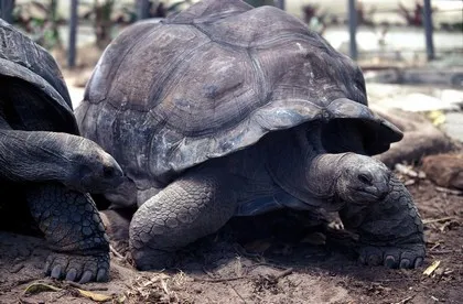सेशेल्स में एल्डब्रा विशाल कछुए